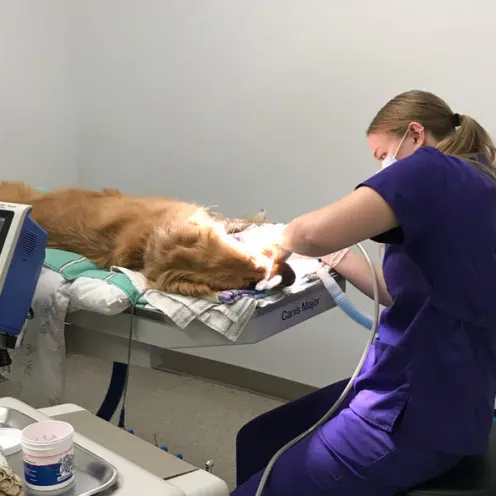 Vet performing operation on dog